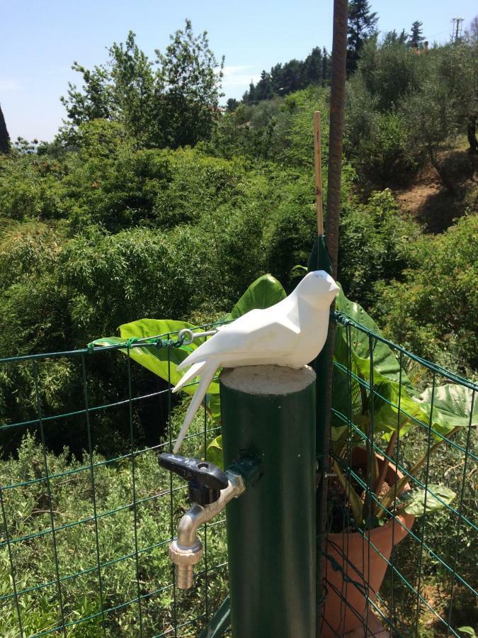 La Casina Delle Rondini Guest House Corsanico-Bargecchia Eksteriør bilde